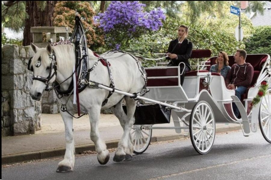 NYC: Private Central Park Horse Carriage Ride with Guide - A gentle ride through New York’s most famous park