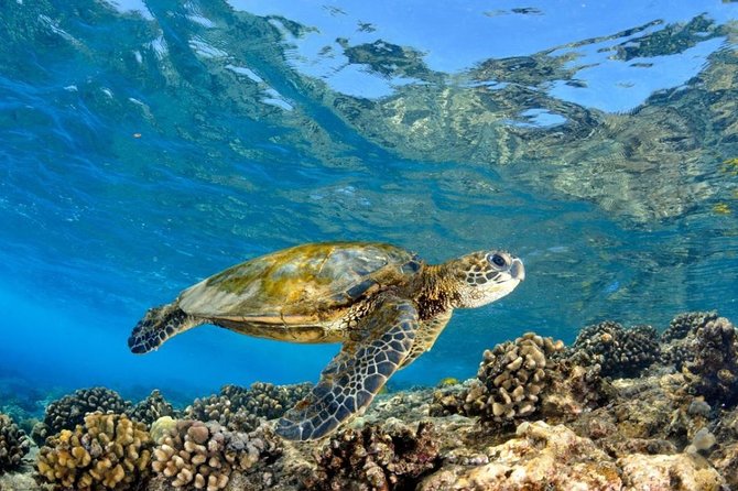 Oahu Circle Island Tour with Turtle Snorkeling— Small-Groups - Sunset Beach and the rhythm of the North Shore