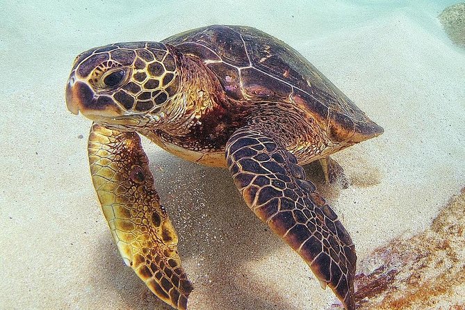 Oahu Circle Island Tour with Turtle Snorkeling— Small-Groups - Turtle snorkeling with safety support