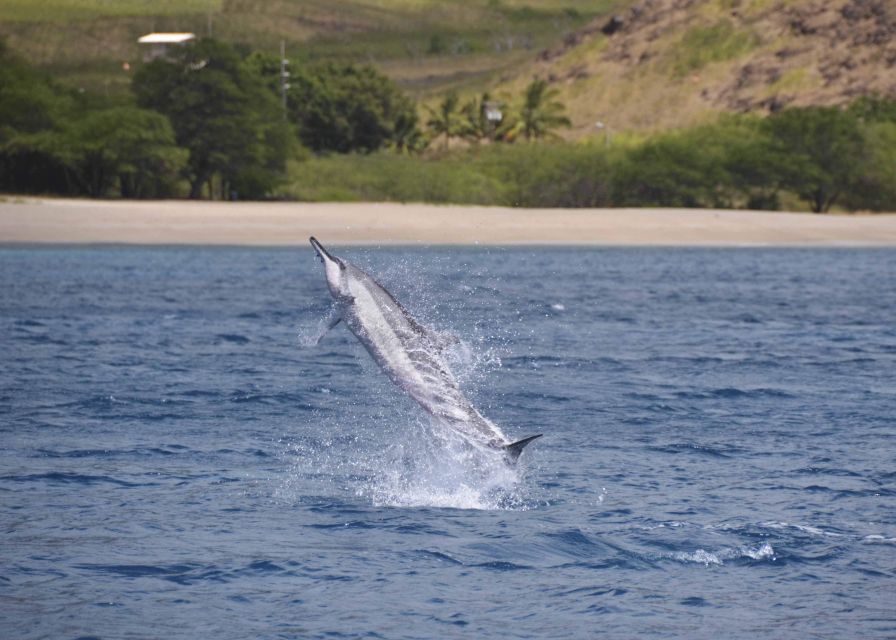 Oahu: Dolphin Swim and Turtle Snorkel Excursion in Waianae - Why this Waianae cruise is different from a basic snorkel trip