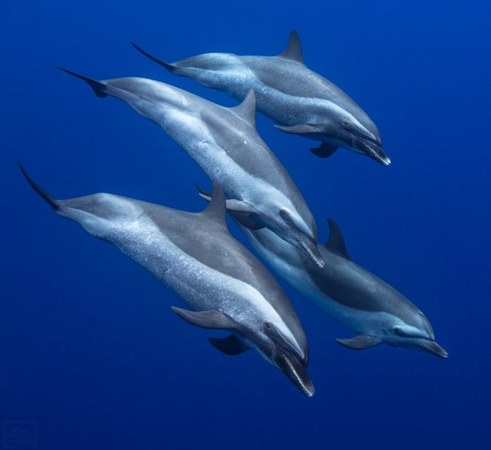 Oahu: Dolphin Swim and Turtle Snorkel Excursion in Waianae - Safety briefing and boat setup in Waianae