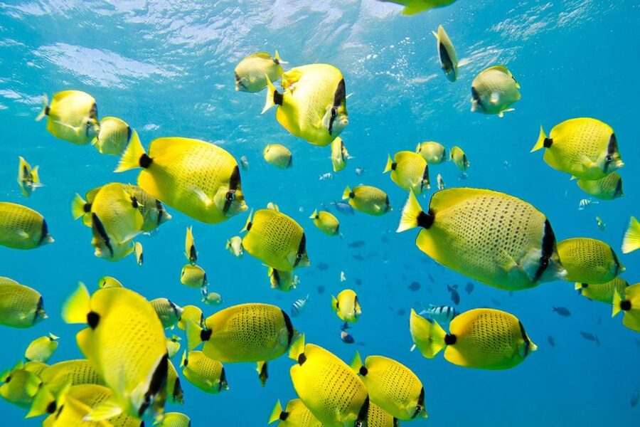 Oahu: Dolphin Swim and Turtle Snorkel Excursion in Waianae - Searching for dolphins in open water