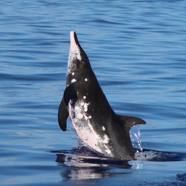 Oahu: Dolphin Swim and Turtle Snorkel Excursion in Waianae - Winter whale watching and surprise encounters
