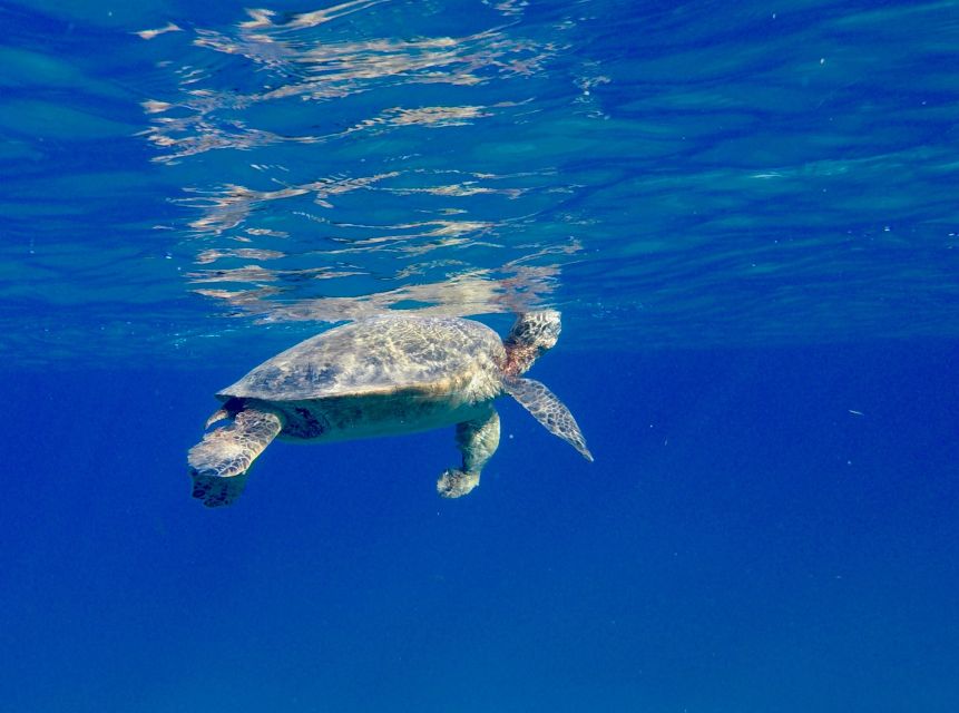 Oahu: Dolphin Swim and Turtle Snorkel Excursion in Waianae - Snorkeling with turtles and reef fish