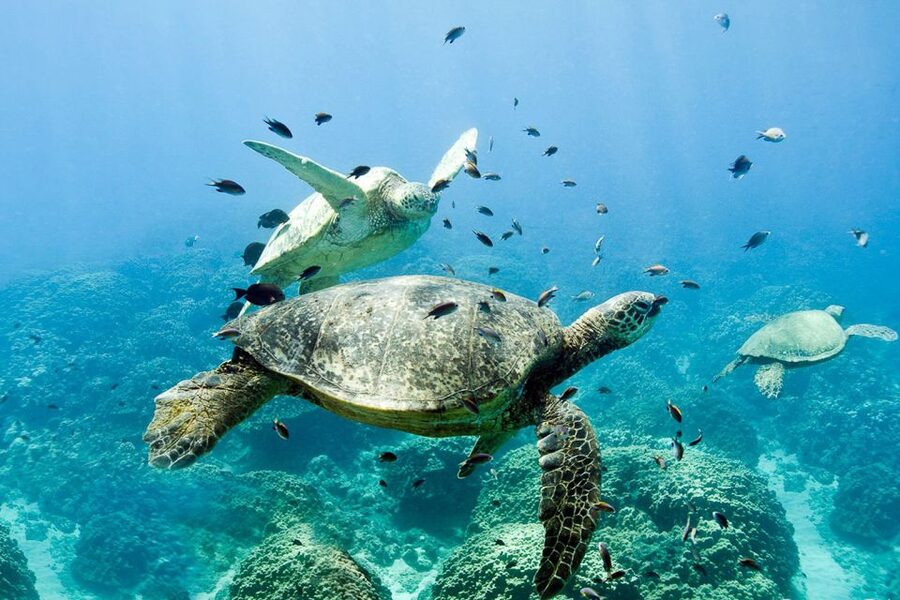 Oahu: Dolphin Swim and Turtle Snorkel Excursion in Waianae - Lunch, drinks, and the small comforts
