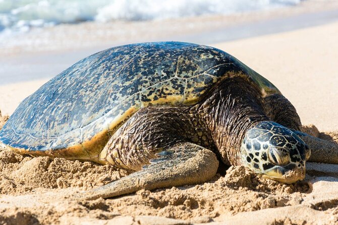 Oahu: Grand Tour Around Island 16 Locations plus Snorkeling - South shore views: Diamond Head to Makapuʻu
