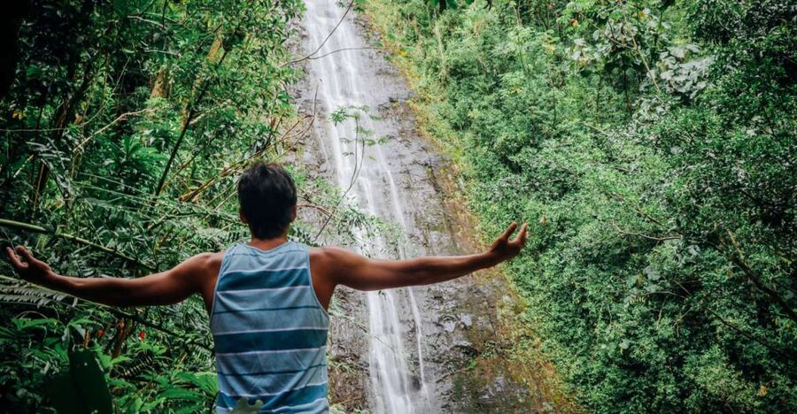 Oahu: Manoa Falls Waterfall Hike with Lunch and Transfers - From Waikiki to the Manoa Valley Rainforest