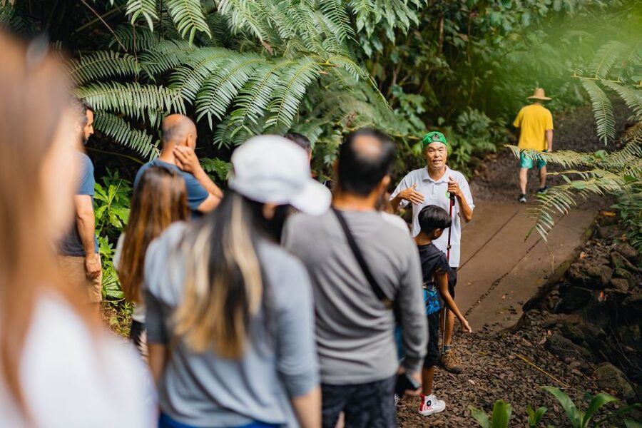 Oahu: Manoa Falls Waterfall Hike with Lunch and Transfers - Should You Book the Manoa Falls Tour?
