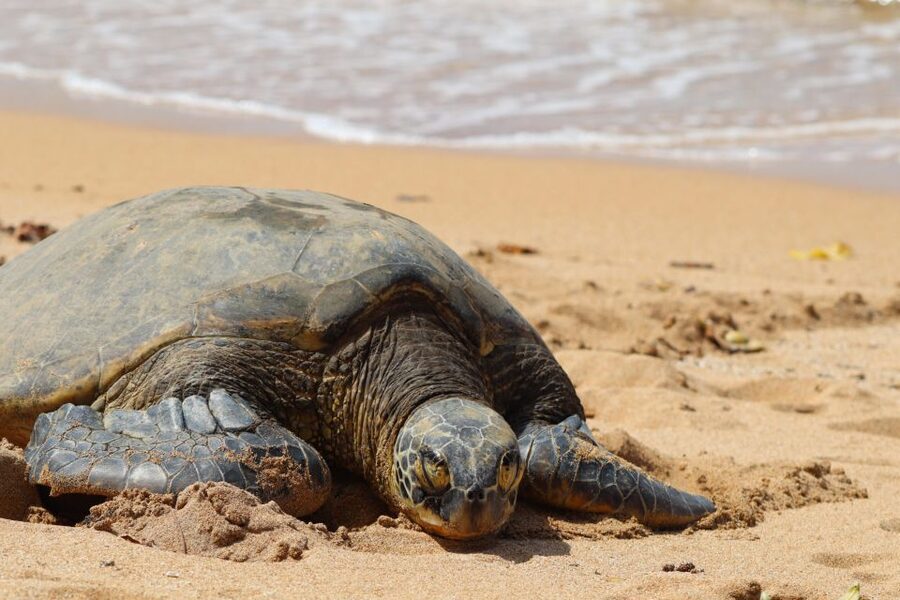 Oahu: Oahu Ultimate Grand Circle Island Tour - Makapuʻu Point and the Rabbit Island view
