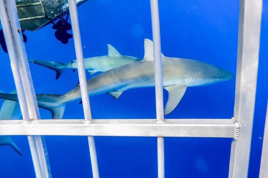 Oahu: Shark Cage Dive on the North Shore - Should you book the Haleiwa shark cage tour?