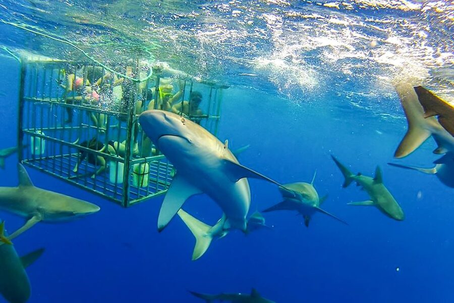 Oahu: Shark Cage Dive on the North Shore - What the shark cage is really like