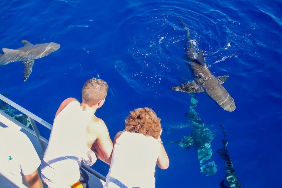 Oahu: Shark Cage Dive on the North Shore - How close do the sharks come?
