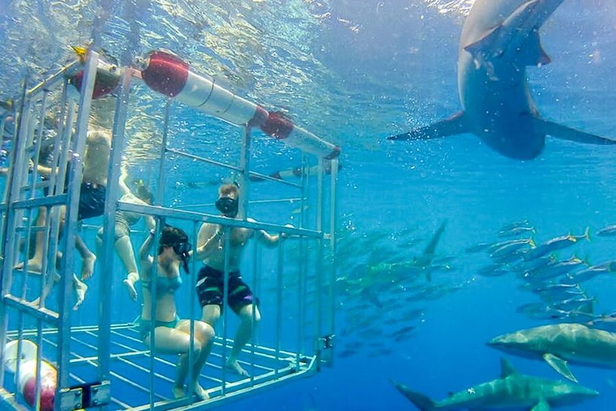 Oahu: Shark Cage Dive on the North Shore - What to bring and what to leave behind