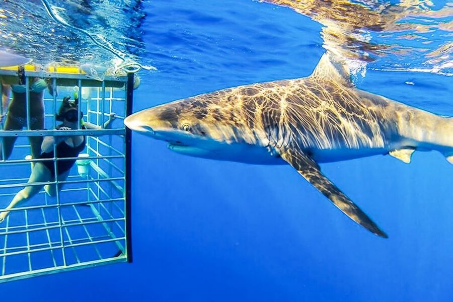 Oahu: Shark Cage Dive on the North Shore - Is $99 a fair price?