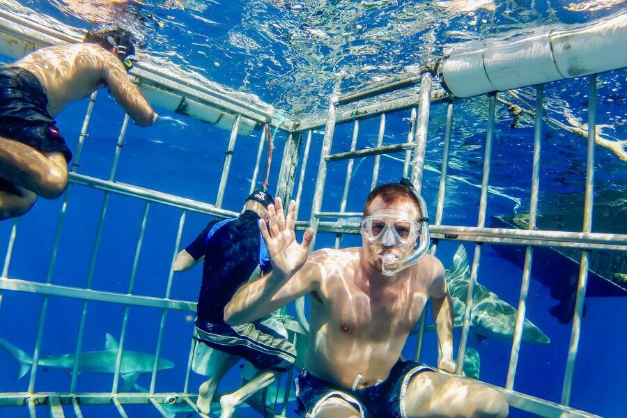 Oahu: Shark Cage Dive on the North Shore - Who should book this North Shore experience?