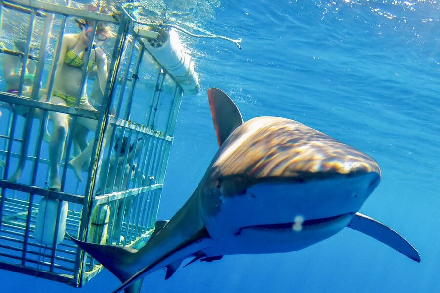 Oahu: Shark Cage Dive on the North Shore - The boat ride along Oahu’s North Shore