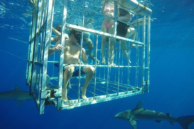 Oahu Shark Dive - A clear safety briefing before you enter the cage