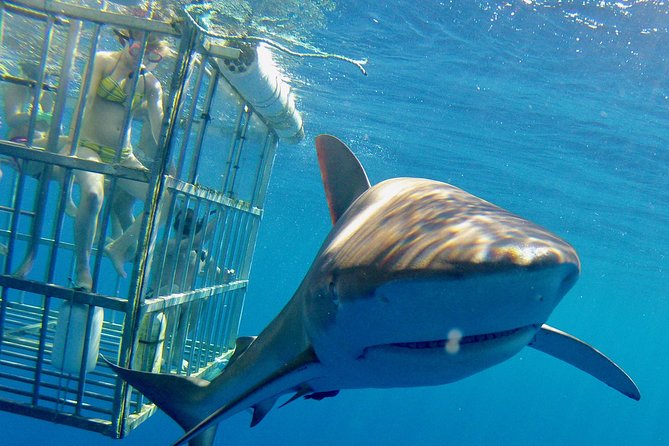 Oahu Shark Dive - Staying on deck can still be thrilling
