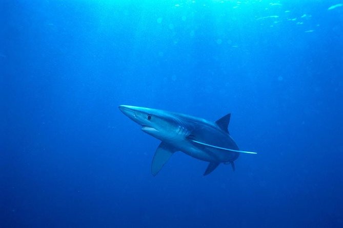 Oahu Shark Dive - Rough water is the real concern