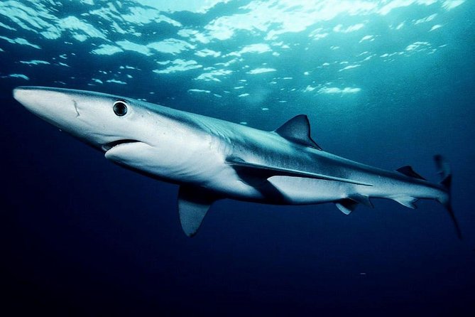 Oahu Shark Dive - The group size keeps the trip manageable
