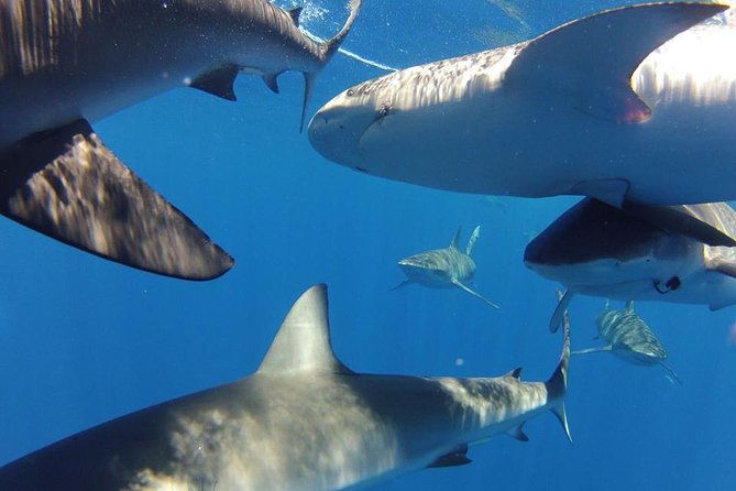 Oahu Shark Dive - Who will enjoy this North Shore outing
