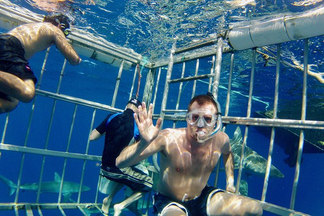 Oahu Shark Dive - What it feels like inside the underwater cage