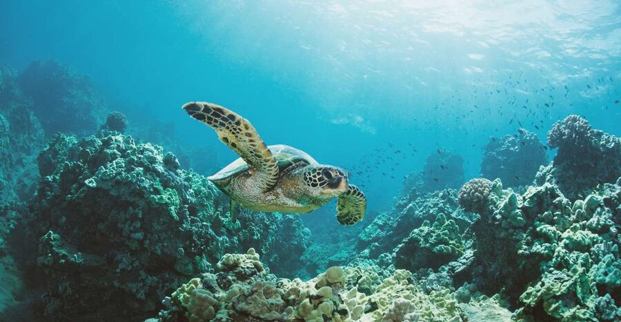 Oahu: Turtle Canyon Snorkeling Boat Tour - How the crew handles first-time swimmers