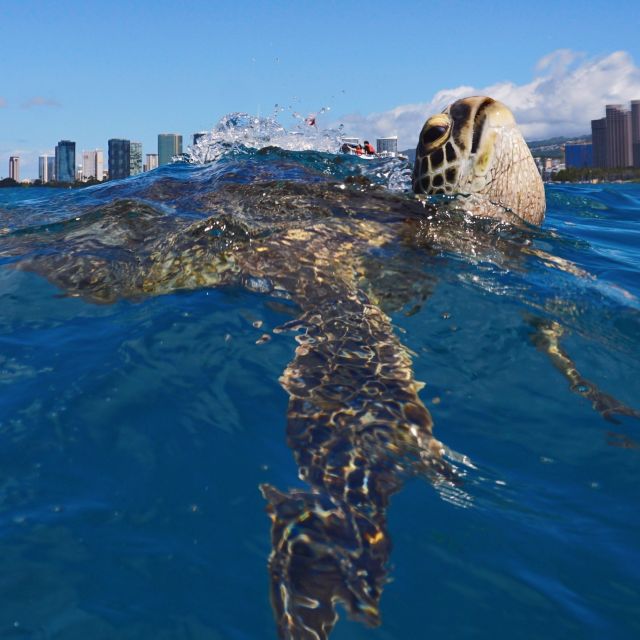 Oahu: Turtle Canyon Snorkeling Boat Tour - Should you book the Turtle Canyon boat tour?