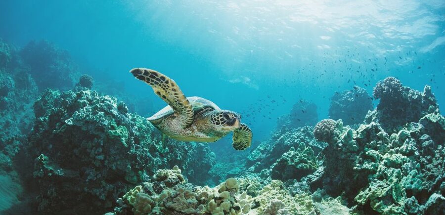 Oahu: Turtle Canyon Snorkeling Boat Tour - Getting fitted with snorkel gear and floatation support