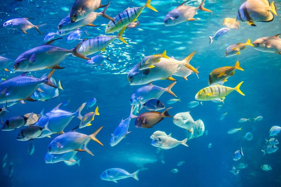 Oahu: Waikiki Glass Bottom Boat Sunset Cruise - Who will enjoy this cruise most