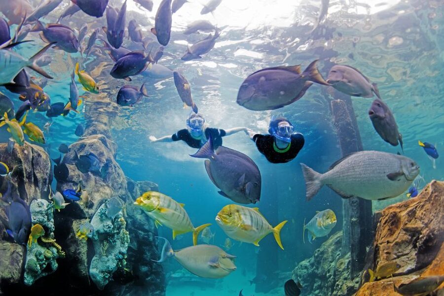 Orlando: Discovery Cove Admission Ticket & Additional Parks - Meals, snacks, and drinks
