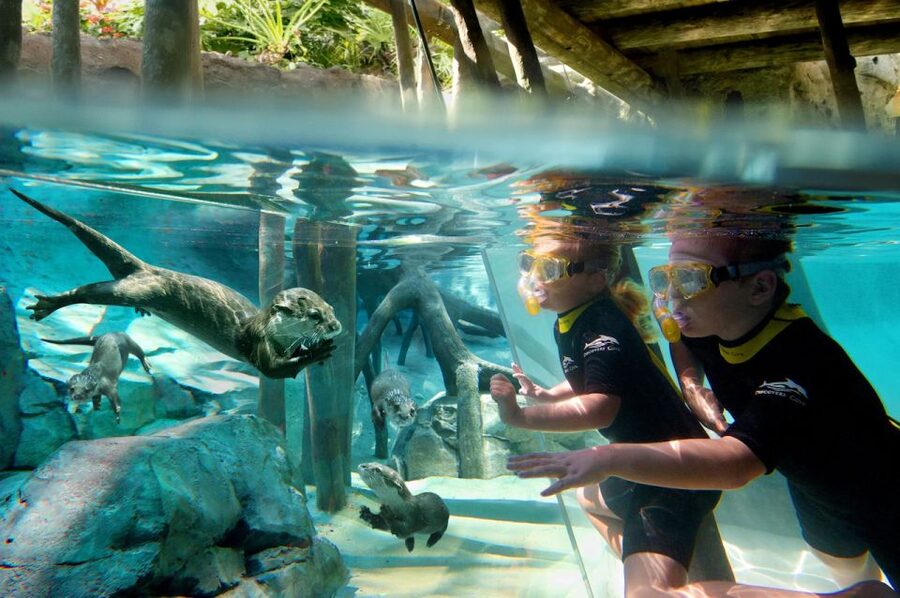 Orlando: Discovery Cove Admission Ticket & Additional Parks - Arrive early for the dolphin schedule