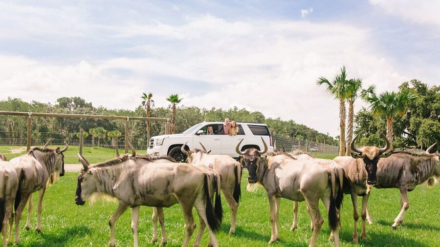 Orlando: Drive-Thru Safari Park at Wild Florida - My recommendation for the right kind of visitor