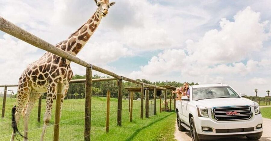 Orlando: Drive-Thru Safari Park at Wild Florida - A self-guided safari where your car becomes the viewing platform