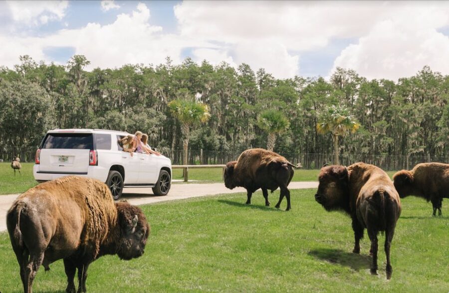 Orlando: Drive-Thru Safari Park at Wild Florida - The giraffe stop is worth planning around