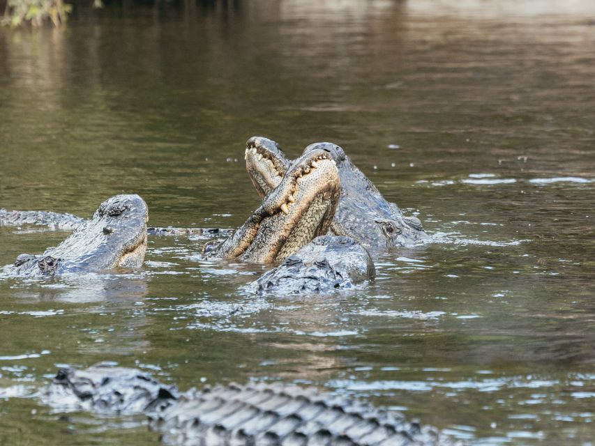 Orlando: Drive-Thru Safari Park at Wild Florida - Why families often find this easier than a large theme park
