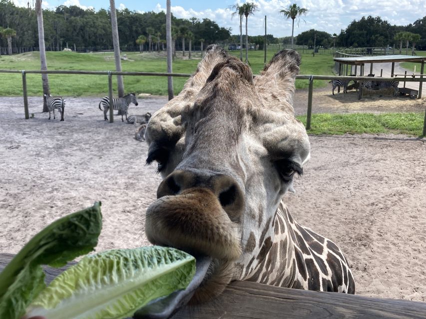 Orlando: Drive-Thru Safari Park at Wild Florida - Is $35 per person good value?