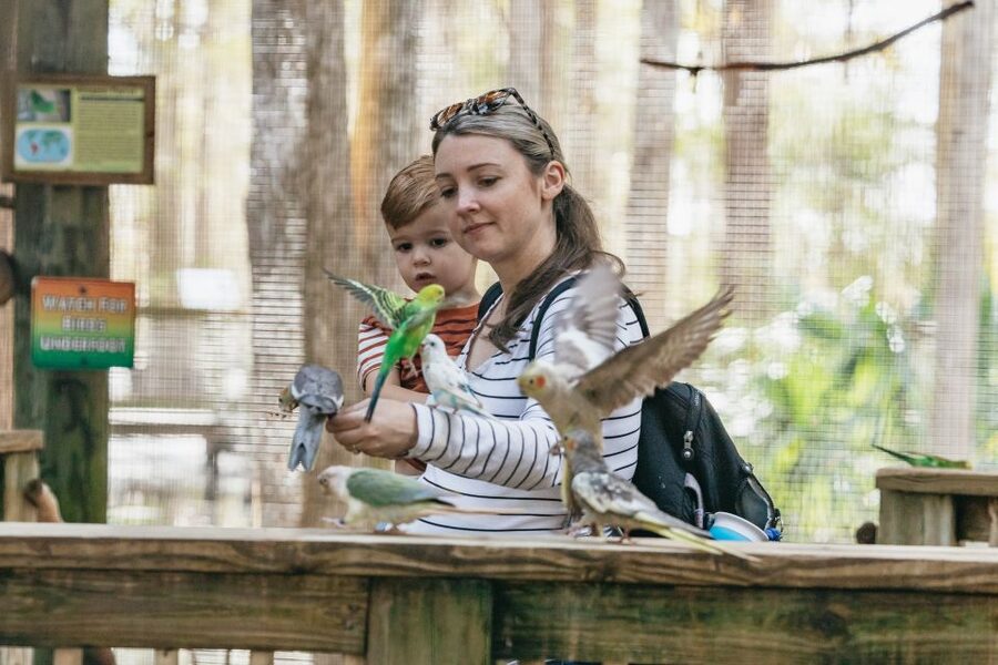 Orlando: Drive-Thru Safari Park at Wild Florida - Practical details to know before you go