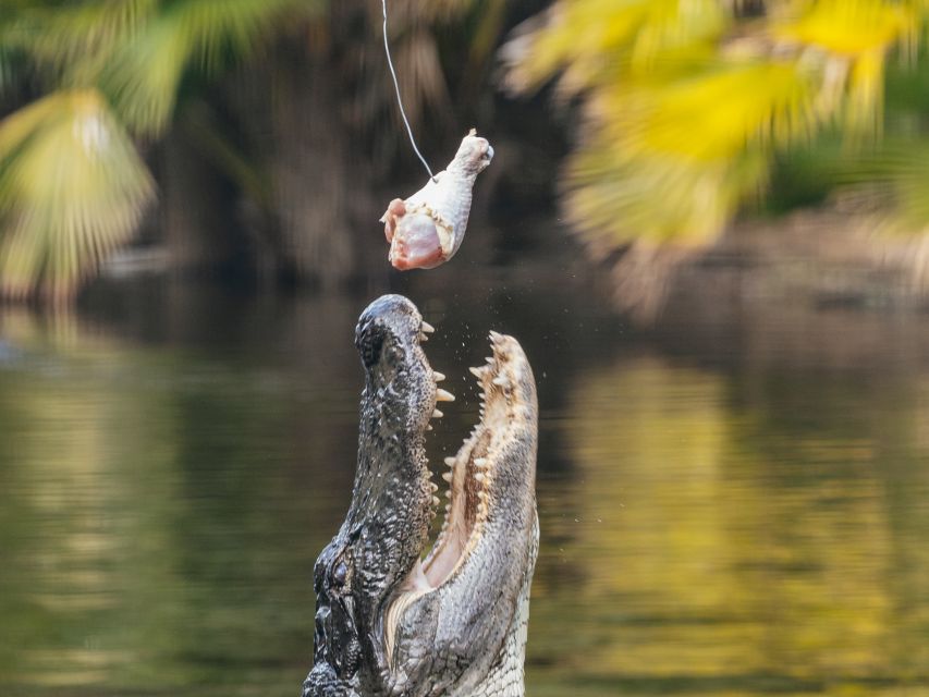 Orlando: Drive-Thru Safari Park at Wild Florida - What you may see along the gravel paths