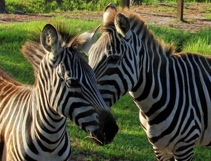 Orlando: Everglades Airboat Ride and Wildlife Park Ticket - Key points to know before you go