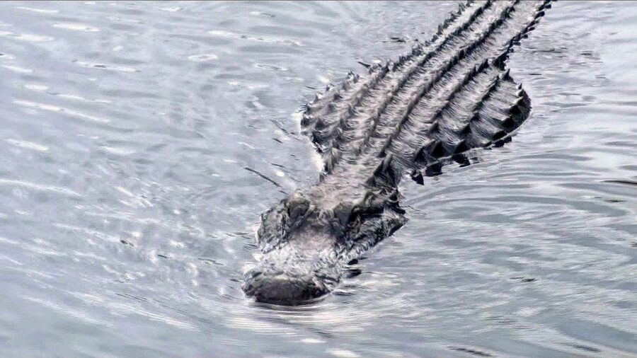 Orlando: Everglades Airboat Ride and Wildlife Park Ticket - What the airboat feels like for families