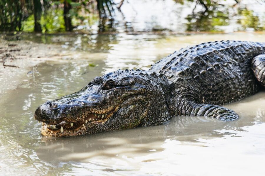 Orlando: Gatorland Skip-the-Line Ticket - A classic Florida attraction between Orlando and Kissimmee
