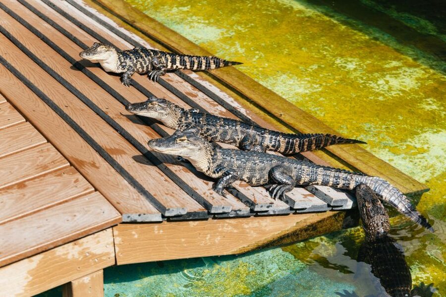 Orlando: Gatorland Skip-the-Line Ticket - Gator Jumparoo brings the biggest crowd-pleaser