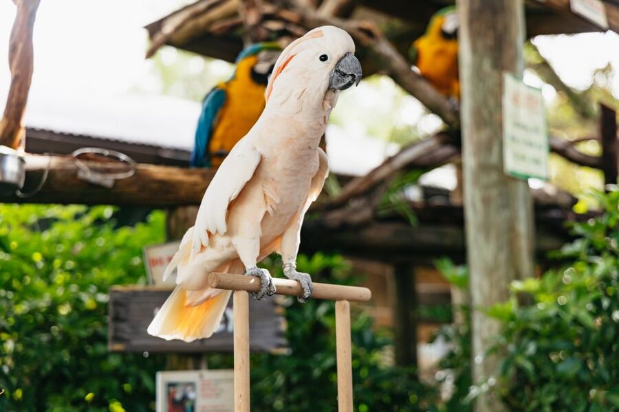 Orlando: Gatorland Skip-the-Line Ticket - Rare white alligators and the animal areas