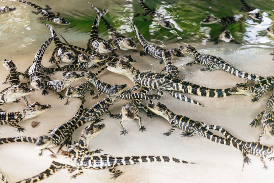 Orlando: Gatorland Skip-the-Line Ticket - What the $37 admission covers