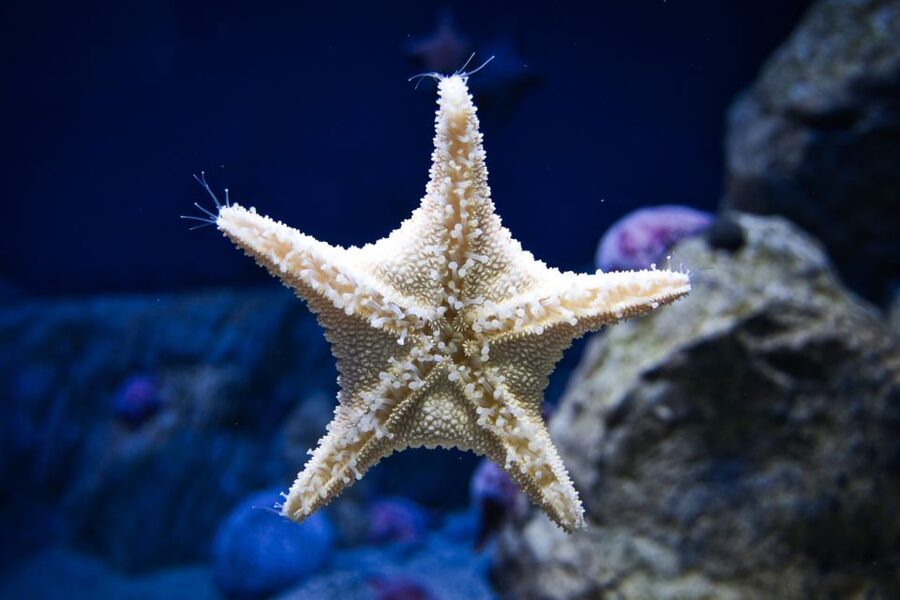 Orlando: Madame Tussauds and SEA LIFE Aquarium Combo Ticket - Madame Tussauds and the photo-first museum route