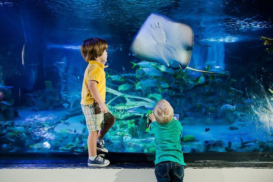 Orlando: Madame Tussauds and SEA LIFE Aquarium Combo Ticket - SEA LIFE Aquarium, from tropical fish to Ted the turtle