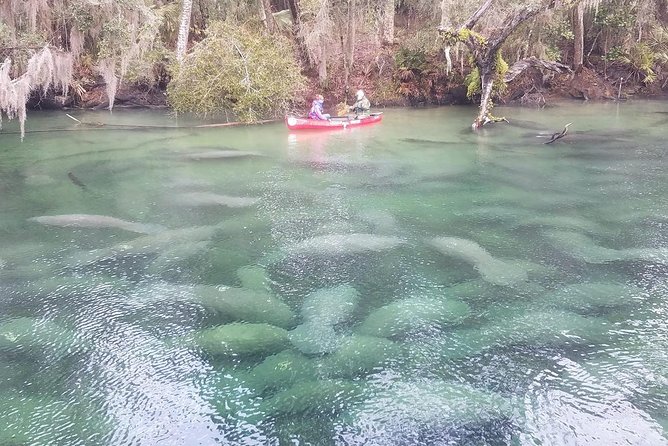 Orlando Manatee Encounters - Why this kayak trip works so well