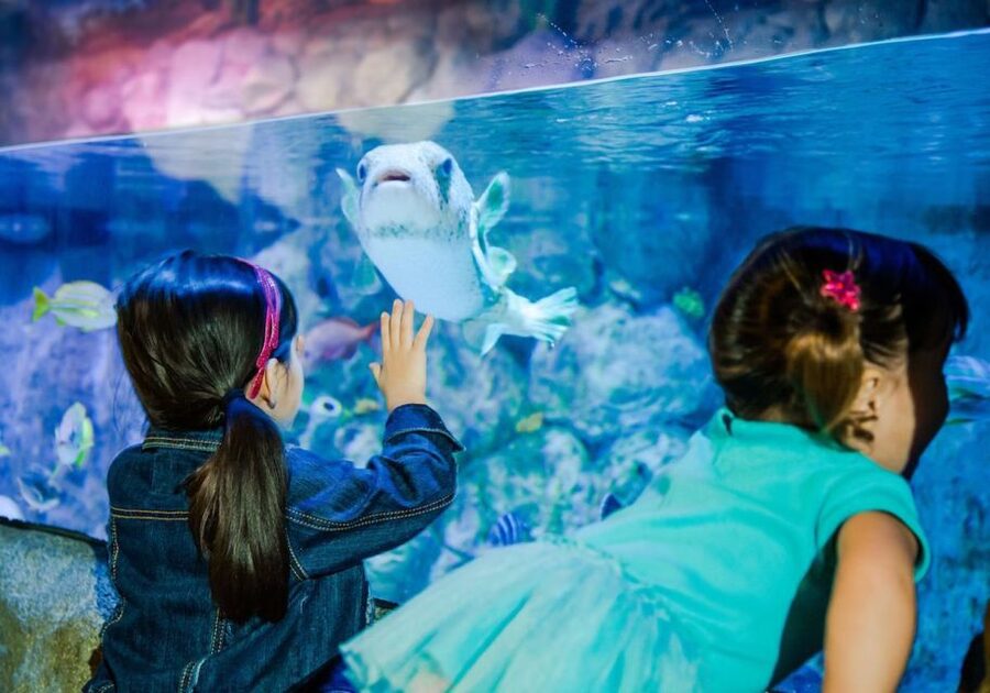 Orlando: SEA LIFE Orlando Aquarium - The 360-degree tunnel is the reason to come