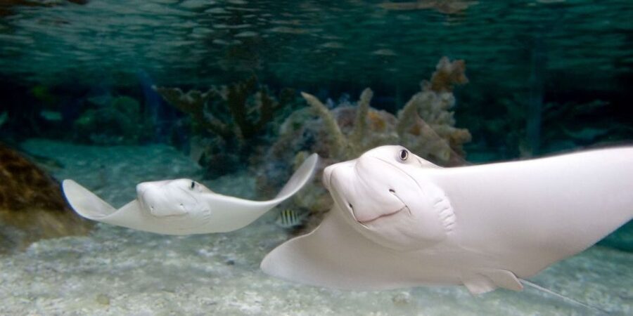 Orlando: SEA LIFE Orlando Aquarium - Sharks, stingrays, eels, and tropical fish fill out the route